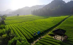 展对本地经济的鞭策感化不成估量