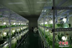 四子王旗将现代科技融入马铃